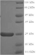 Recombinant Human Apolipoprotein C-II (APOC2), Homo sapiens (Human), E.coli, N-terminal 6xHis-SUMO-tagged, 24.9kDa, purity >90% as determined by SDS-PAGE.