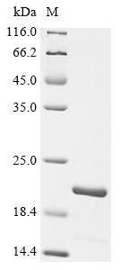 Recombinant Human Aquaporin-5 (AQP5), partial, Homo sapiens (Human), E.coli, N-terminal 6xHis-KSI-tagged, 20.3kDa, purity >90% as determined by SDS-PAGE.
