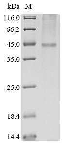 Recombinant Human Potassium channel subfamily K member 9 (KCNK9) Protein, Homo sapiens (Human), in vitro E.coli expression system, N-terminal 10xHis-tagged, 48.3kDa, purity >90% as determined by SDS-PAGE.