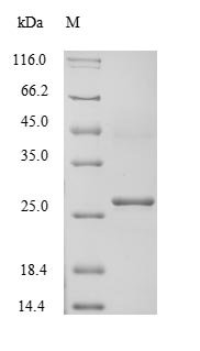 Recombinant Human Potassium-transporting ATPase subunit beta (ATP4B), partial, Homo sapiens (Human), E.coli, Tag-Free, 26.6kDa, purity >85% as determined by SDS-PAGE.