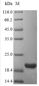 Recombinant Human ATP synthase subunit delta, mitochondrial (ATP5D), Homo sapiens (Human), E.coli, N-terminal 10xHis-tagged, 18.5kDa, purity >90% as determined by SDS-PAGE.