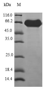 Recombinant Human V-type proton ATPase subunit d 1 (ATP6V0D1), Homo sapiens (Human), E.coli, N-terminal GST-tagged, 67.3kDa, purity >90% as determined by SDS-PAGE.