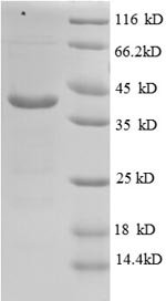 Recombinant Human V-type proton ATPase subunit G 1 (ATP6V1G1), Homo sapiens (Human), E.coli, N-terminal GST-tagged, 40.6kDa, purity >90% as determined by SDS-PAGE.