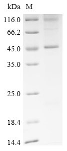 Recombinant Bovine Gap junction alpha-1 protein(GJA1) Protein, Bos taurus (Bovine), in vitro E.coli expression system, N-terminal 10xHis-tagged, 44.6kDa, purity >85% as determined by SDS-PAGE.