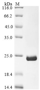Recombinant Human RecQ-like DNA helicase BLM (BLM), partial, Homo sapiens (Human), E.coli, N-terminal 6xHis-tagged, 23.0kDa, purity >90% as determined by SDS-PAGE.