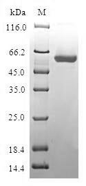 Recombinant Human Biliverdin reductase A (BLVRA), Homo sapiens (Human), E.coli, N-terminal GST-tagged, 60.2kDa, purity >90% as determined by SDS-PAGE.