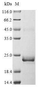 Recombinant Human Bone morphogenetic protein 15 (BMP15), Homo sapiens (Human), E.coli, N-terminal 10xHis-tagged and C-terminal Myc-tagged, 21.4kDa, purity >90% as determined by SDS-PAGE.