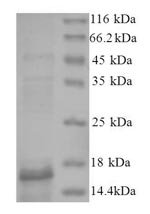 Recombinant Human Bone morphogenetic protein 2 (BMP2), Homo sapiens (Human), E.coli, N-terminal 6xHis-tagged, 16.9kDa, purity >90% as determined by SDS-PAGE.