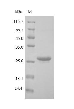 Recombinant Human BCL2/adenovirus E1B 19KDA protein-interacting protein 3-like (BNIP3L), Homo sapiens (Human), Yeast, N-terminal 6xHis-tagged, 25.9kDa, purity >90% as determined by SDS-PAGE.