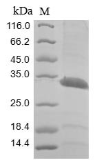 Recombinant Human Valacyclovir hydrolase (BPHL), Homo sapiens (Human), Baculovirus, N-terminal 10xHis-tagged and C-terminal Myc-tagged, 32.8kDa, purity >85% as determined by SDS-PAGE.