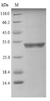 Recombinant Human Valacyclovir hydrolase (BPHL)