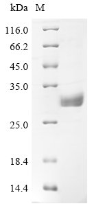 Recombinant Human Butyrophilin subfamily 3 member A1 (BTN3A1), partial