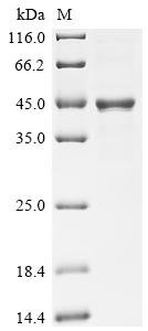 Recombinant Human Butyrophilin-like protein 2 (BTNL2), partial, Homo sapiens (Human), Mammalian cell, C-terminal hFc1-tagged, 41.3kDa, purity >85% as determined by SDS-PAGE.