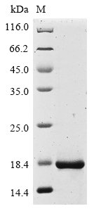 Recombinant Human Protein IL-40 (C17orf99), partial