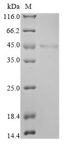 Recombinant Human UPF0565 protein C2orf69 (C2orf69)