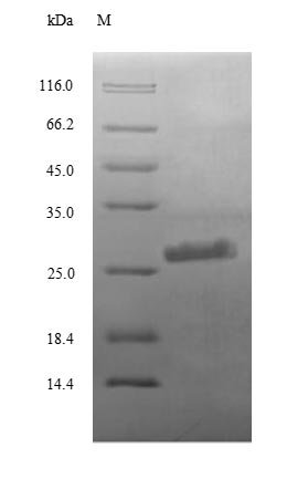 Recombinant Human Complement C3 (C3), partial, Homo sapiens (Human), E.coli, N-terminal 6xHis-tagged, 26.4kDa, purity >90% as determined by SDS-PAGE.
