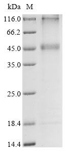 Recombinant Human Potassium channel subfamily K member 13 (KCNK13) Protein, Homo sapiens (Human), in vitro E.coli expression system, N-terminal 10xHis-tagged, 51.4kDa, purity >85% as determined by SDS-PAGE.