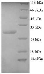 Recombinant Human Calcitonin gene-related peptide 1 (CALCA), partial, Homo sapiens (Human), E.coli, N-terminal GST-tagged, 30.6kDa, purity >90% as determined by SDS-PAGE.