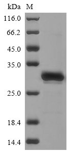 Recombinant Human Calcium/calmodulin-dependent protein kinase II inhibitor 1 (CAMK2N1), Homo sapiens (Human), E.coli, N-terminal 6xHis-Trx-tagged, 25.6kDa, purity >85% as determined by SDS-PAGE.