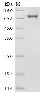 Recombinant Human Calpain-1 catalytic subunit (CAPN1)