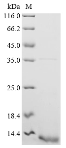 Recombinant Human Caspase-1 (CASP1), partial
