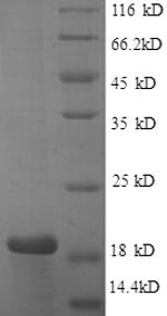 Recombinant Human Caspase-3 (CASP3), partial, Homo sapiens (Human), E.coli, N-terminal 6xHis-tagged, 20.6kDa, purity >>85% (SDS-PAGE)