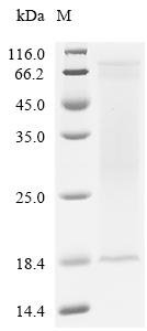 Recombinant Influenza A virus Matrix protein 2 (M) Protein, Influenza A virus (strain A/Gull/Maryland/704/1977 H13N6), in vitro E.coli expression system, C-terminal 6xHis-tagged, 12.3kDa, purity >95% as determined by SDS-PAGE.