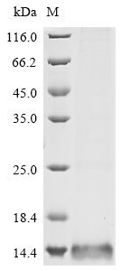 Recombinant Human C-C motif chemokine 1 (CCL1)