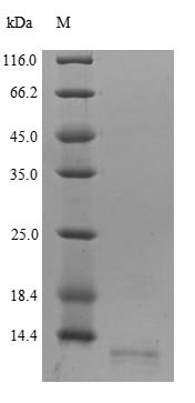 Recombinant Human C-C motif chemokine 18 (CCL18), Homo sapiens (Human), Yeast, N-terminal 6xHis-tagged, 9.9kDa, purity >90% as determined by SDS-PAGE.