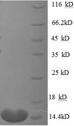 Recombinant Human CCN family member 2 (CCN2), partial