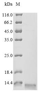 Recombinant Human C-C chemokine receptor type 6 (CCR6), partial, Homo sapiens (Human), E.coli, N-terminal 10xHis-tagged and C-terminal Myc-tagged, 12.9kDa, purity >85% as determined by SDS-PAGE.