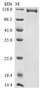 Recombinant Human B-cell receptor CD22 (CD22), partial, Biotinylated