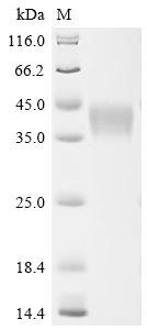 Recombinant Human Signal transducer CD24 (CD24), partial, Biotinylated