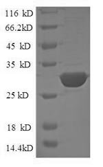 Recombinant Human Signal transducer CD24 (CD24)