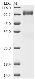 Recombinant Human Natural killer cell receptor 2B4 (CD244), partial, Homo sapiens (Human), Mammalian cell, C-terminal hFc1-Myc-tagged, 51.0kDa, purity >90% as determined by SDS-PAGE.