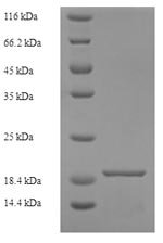 Recombinant Human CMRF35-like molecule 1 (CD300LF), partial