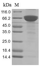 Recombinant Human ADP-ribosyl cyclase/cyclic ADP-ribose hydrolase 1 (CD38), partial, Homo sapiens (Human), Mammalian cell, C-terminal hFc1-tagged, 57.4kDa, purity >85% as determined by SDS-PAGE.
