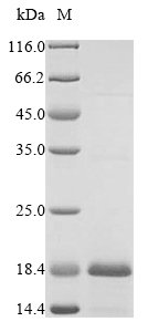 Recombinant Human T-cell surface glycoprotein CD3 epsilon chain (CD3E), partial