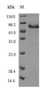 Recombinant Human Tumor necrosis factor receptor superfamily member 5 (CD40), partial (Active)