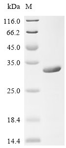 Recombinant Human CD40 ligand (CD40LG), partial, Homo sapiens (Human), E.coli, N-terminal 6xHis-tagged, 31.0kDa, purity >95% as determined by SDS-PAGE.