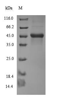 Recombinant Human CD40 ligand (CD40LG), partial (Active), Homo sapiens (Human), Mammalian cell, N-terminal hFc-Flag-tagged, 44.5kDa, purity >90% as determined by SDS-PAGE.