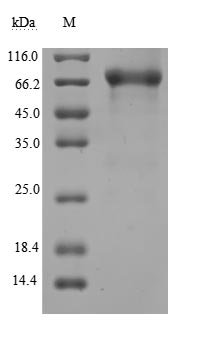 Recombinant Human CD44 antigen (CD44), partial (Active), Homo sapiens (Human), Mammalian cell, C-terminal hFc1-tagged, 51.0kDa, purity >95% as determined by SDS-PAGE.