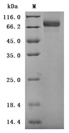 Recombinant Human CD44 antigen (CD44), partial, Biotinylated (Active), Homo sapiens (Human), Mammalian cell, C-terminal mFc-Avi-tagged, 51.0kDa, purity >90% as determined by SDS-PAGE.