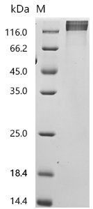 Recombinant Human CD44 antigen (CD44), partial, Homo sapiens (Human), Mammalian cell, C-terminal 10xHis-tagged, 71.9kDa, purity >95% as determined by SDS-PAGE.