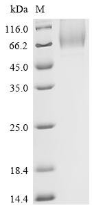 Recombinant Human CD44 antigen (CD44), partial, Homo sapiens (Human), Mammalian cell, C-terminal 10xHis-tagged, 43.6kDa, purity >95% as determined by SDS-PAGE.