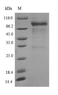 Recombinant Human Membrane cofactor protein (CD46), partial (Active), Homo sapiens (Human), Mammalian cell, C-terminal hFc1-tagged, 61.6kDa, purity >90% as determined by SDS-PAGE.