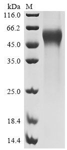 Recombinant Human Membrane cofactor protein (CD46), partial, Homo sapiens (Human), Mammalian cell, C-terminal 6xHis-tagged, 34.9kDa, purity >90% as determined by SDS-PAGE.