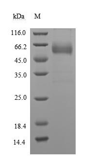 Recombinant Human Leukocyte surface antigen CD47 (CD47), partial (Active), Homo sapiens (Human), Mammalian cell, C-terminal hFc1-tagged, 41.5kDa, purity >90% as determined by SDS-PAGE.
