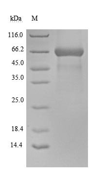 Recombinant Human CD48 antigen (CD48) (Active), Homo sapiens (Human), Mammalian cell, C-terminal hFc1-tagged, 51.3kDa, purity >90% as determined by SDS-PAGE.