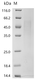 Recombinant Human T-cell differentiation antigen CD6(CD6), partial, Homo sapiens (Human), Yeast, C-terminal 6xHis-Myc-tagged, 44.3kDa, purity >90% as determined by SDS-PAGE.